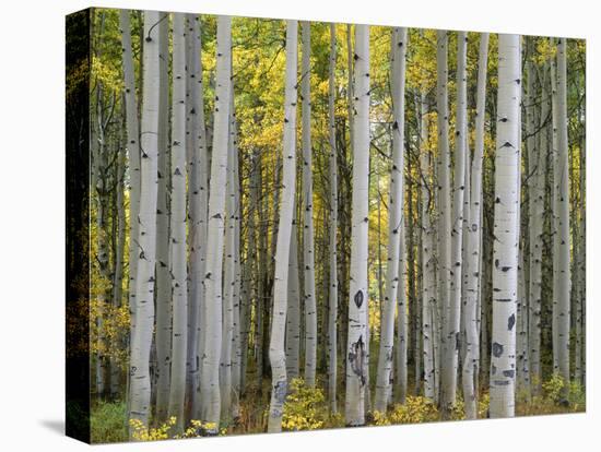 Colorado, Gunnison National Forest, Mature Grove of Quaking Aspen Displays Fall Color-John Barger-Premier Image Canvas