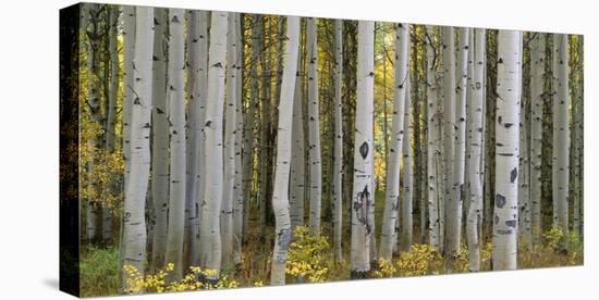 Colorado, Gunnison National Forest, Mature Grove of Quaking Aspen Displays Fall Color-John Barger-Premier Image Canvas