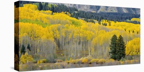 Colorado, Gunnison National Forest-John Barger-Premier Image Canvas