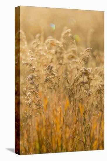 Colorado, Gunnison National Park. Close Up of Golden Grasses-Jaynes Gallery-Premier Image Canvas