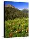 Colorado, Maroon Bells-Snowmass Wilderness. Wildflowers in Meadow-Steve Terrill-Premier Image Canvas