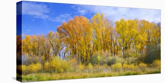 Colorado, Narrowleaf Cottonwood and Willows Display Fall Color Along a Side Channel, Gunnison River-John Barger-Premier Image Canvas