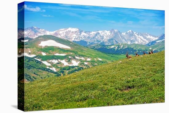 Colorado Panorama with Elks-duallogic-Premier Image Canvas