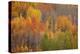 Colorado, Red Mountain Pass. Autum-Colored Forest-Jaynes Gallery-Premier Image Canvas
