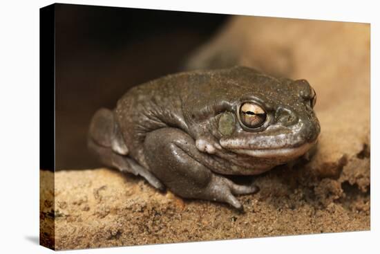 Colorado River Toad (Incilius Alvarius), also known as the Sonoran Desert Toad. Wild Life Animal.-wrangel-Premier Image Canvas