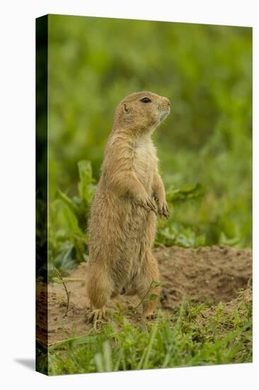 Colorado, Rocky Mountain Arsenal NWR. Prairie Dog on Den Mound-Cathy & Gordon Illg-Premier Image Canvas