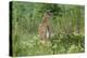 Colorado, Rocky Mountain Arsenal NWR. White-Tailed Deer in Field-Cathy & Gordon Illg-Premier Image Canvas