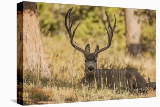 Colorado, Rocky Mountain National Park, Blacktail Deer-Patrick J. Wall-Premier Image Canvas