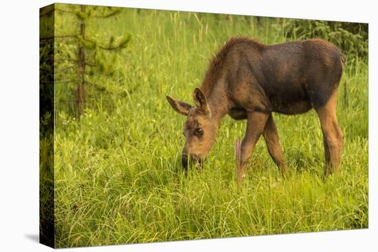 Colorado, Rocky Mountain National Park. Close-Up of Moose Calf-Jaynes Gallery-Premier Image Canvas