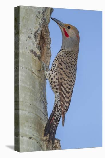 Colorado, Rocky Mountain NP. Red-Shafted Flicker Outside Tree Nest-Cathy & Gordon Illg-Premier Image Canvas