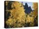 Colorado, Rocky Mts, Uncompahgre Nf. Fall Colors of Aspen Trees-Christopher Talbot Frank-Premier Image Canvas