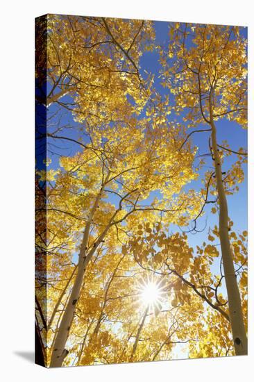 Colorado, San Juan Mountains. Aspen Trees in Autumn Color-Jaynes Gallery-Premier Image Canvas