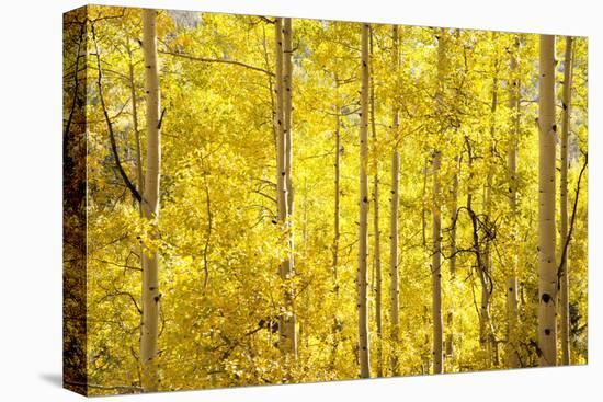 Colorado, San Juan Mountains. Aspen Trees in Autumn Color-Jaynes Gallery-Premier Image Canvas