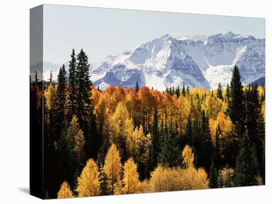 Colorado, San Juan Mountains, Autumn Aspens Below Snowy Mountains-Christopher Talbot Frank-Premier Image Canvas
