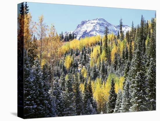 Colorado, San Juan Mts, First Snow and Fall Colors of Aspen Trees-Christopher Talbot Frank-Premier Image Canvas