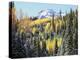 Colorado, San Juan Mts, First Snow and Fall Colors of Aspen Trees-Christopher Talbot Frank-Premier Image Canvas