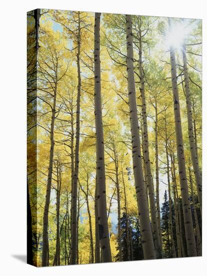 Colorado, San Juan Mts, Uncompahgre Nf, Fall Colors of an Aspen Trees-Christopher Talbot Frank-Premier Image Canvas