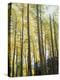 Colorado, San Juan Mts, Uncompahgre Nf, Fall Colors of an Aspen Trees-Christopher Talbot Frank-Premier Image Canvas