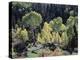 Colorado, San Juan Mts, Uncompahgre Nf, Fall Colors of Aspens-Christopher Talbot Frank-Premier Image Canvas