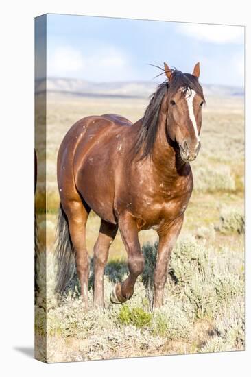 Colorado, Sand Wash Basin. Close-Up of Wild Horse-Jaynes Gallery-Premier Image Canvas