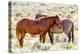 Colorado, Sand Wash Basin. Close-Up of Wild Horses-Jaynes Gallery-Premier Image Canvas