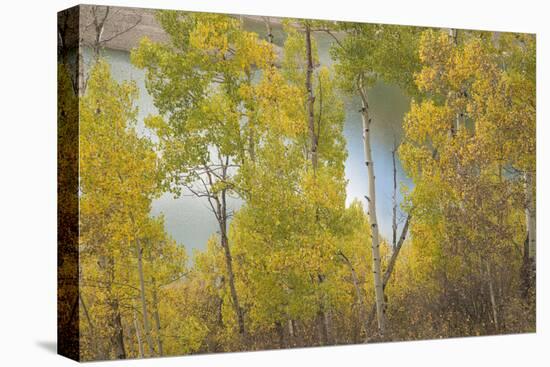 Colorado, Uncompahgre National Forest. Silver Jack Reservoir and Fall Aspens-Jaynes Gallery-Premier Image Canvas