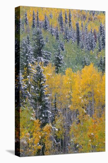 Colorado, Uncompahgre National Forest, Snowfall on Fall Colored Aspen and Spruce-John Barger-Premier Image Canvas