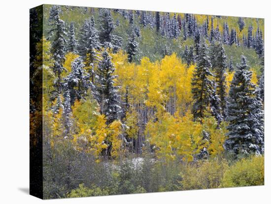 Colorado, Uncompahgre National Forest, Snowfall on Fall Colored Aspen and Spruce-John Barger-Premier Image Canvas