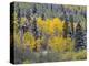 Colorado, Uncompahgre National Forest, Snowfall on Fall Colored Aspen and Spruce-John Barger-Premier Image Canvas