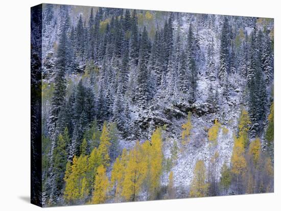 Colorado, Uncompahgre National Forest-John Barger-Premier Image Canvas