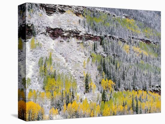 Colorado, Uncompahgre National Forest-John Barger-Premier Image Canvas