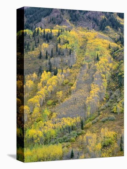 Colorado, White River National Forest, Autumn Colored Quaking Aspen and Conifers on Steep Slopes-John Barger-Premier Image Canvas