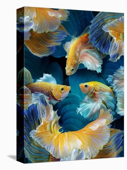 ColorFish-Marcel Egger-Premier Image Canvas