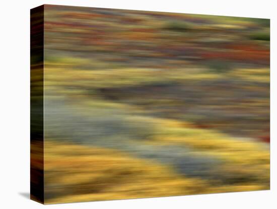 Colorful Abstract of Autumn Tundra Colors, Denali National Park, Alaska, USA-Arthur Morris-Premier Image Canvas