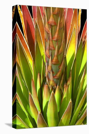 Colorful Agave I-Douglas Taylor-Premier Image Canvas