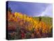 Colorful Aspens in Logan Canyon, Utah, USA-Julie Eggers-Premier Image Canvas