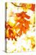 Colorful Autumn Leaves-soupstock-Premier Image Canvas