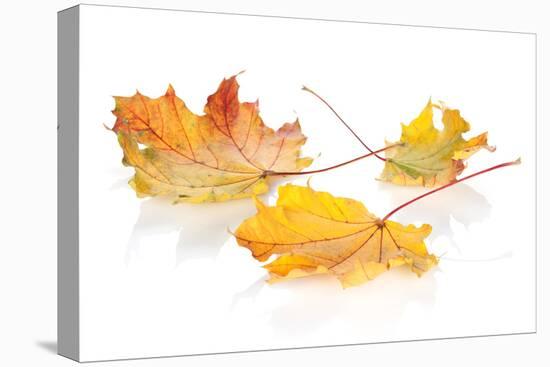 Colorful Autumn Maple Leaves. Isolated on White Background-karandaev-Premier Image Canvas