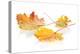 Colorful Autumn Maple Leaves. Isolated on White Background-karandaev-Premier Image Canvas