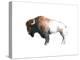 Colorful Bison Dark Brown-Avery Tillmon-Stretched Canvas