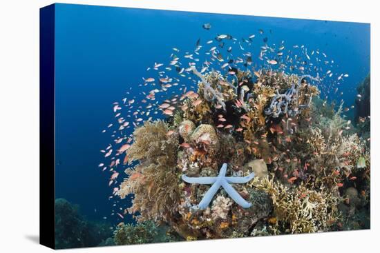 Colorful Coral Reef, Alam Batu, Bali, Indonesia-Reinhard Dirscherl-Premier Image Canvas