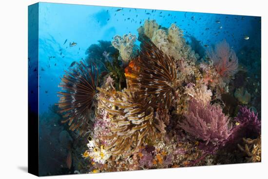 Colorful Crinoids and Soft Corals Adorn a Reef in Raja Ampat-null-Premier Image Canvas