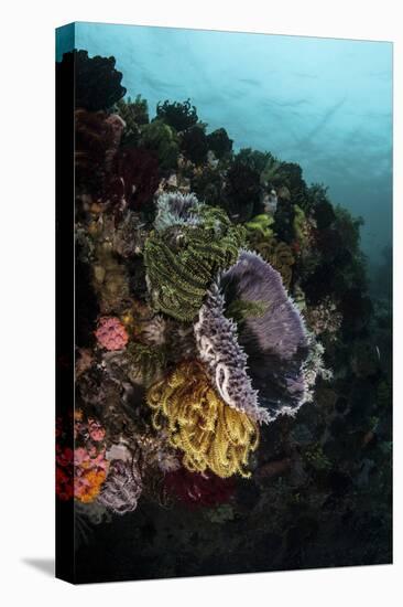 Colorful Crinoids and Sponges Grow on a Vibrant Reef in Indonesia-Stocktrek Images-Premier Image Canvas