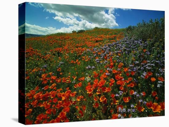 Colorful Field of Flowers-Gary Conner-Premier Image Canvas
