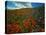 Colorful Field of Flowers-Gary Conner-Premier Image Canvas