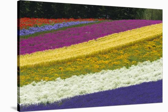 Colorful flowers in the lavender farm, Furano, Hokkaido Prefecture, Japan-Keren Su-Premier Image Canvas