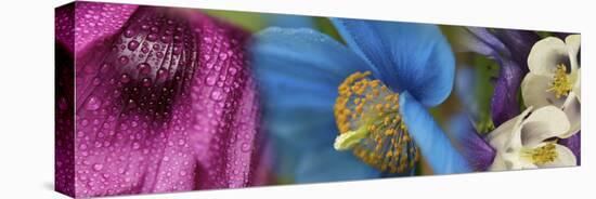 Colorful Flowers-null-Premier Image Canvas