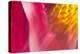 Colorful glass with blurred motion effect.-Stuart Westmorland-Premier Image Canvas