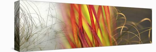 Colorful Grasses-null-Premier Image Canvas