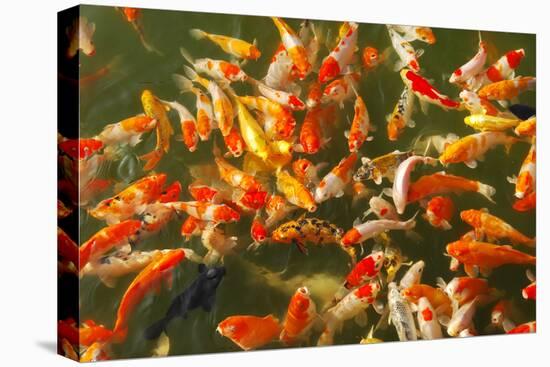 Colorful Koi or Carp Chinese Fish in Water-kenny001-Premier Image Canvas